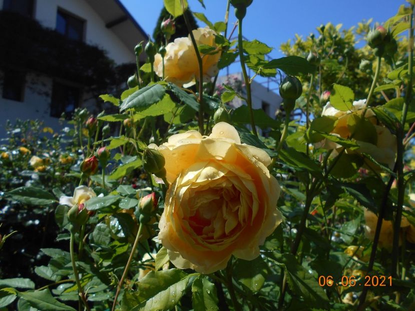  - Golden Celebration