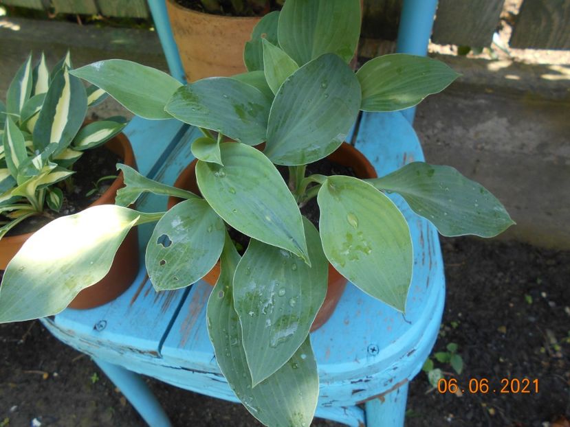  - 02 Azalee-rhododendroni-heleborusi-hortensii-hoste 2021