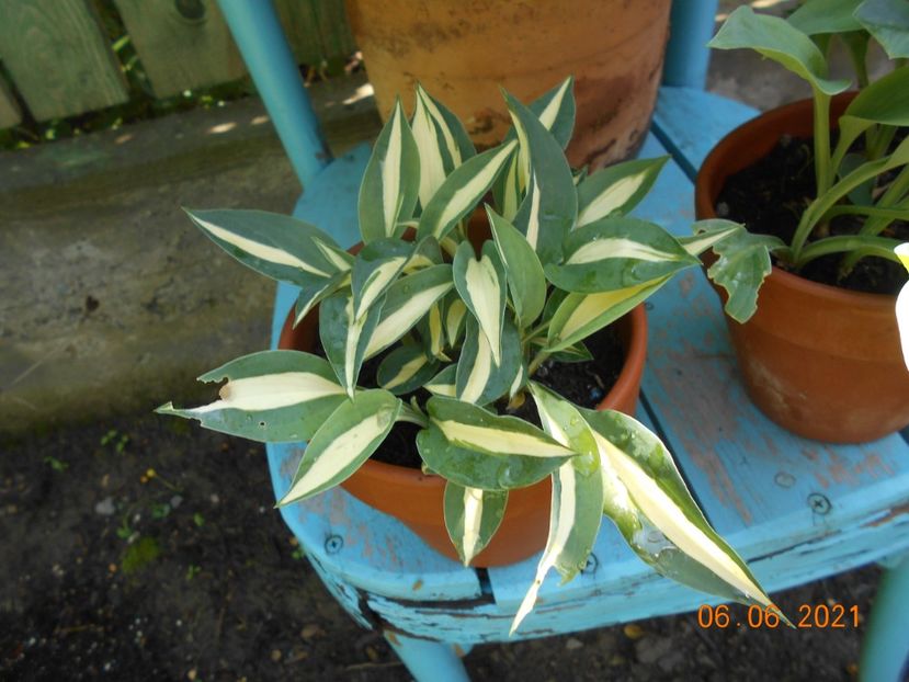  - 02 Azalee-rhododendroni-heleborusi-hortensii-hoste 2021