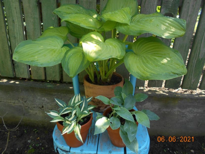  - 02 Azalee-rhododendroni-heleborusi-hortensii-hoste 2021