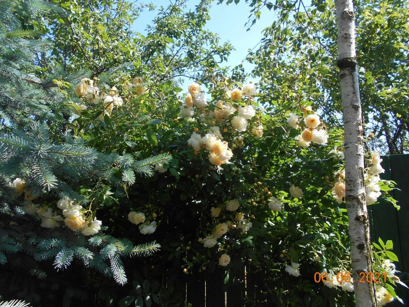  - 02 Trandafiri 2021