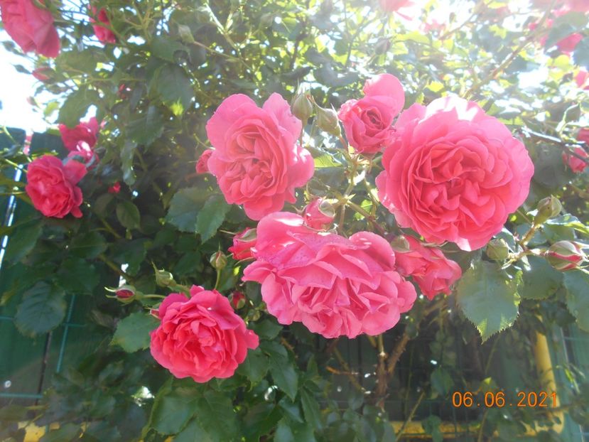 2021 - Rosarium Uetersen