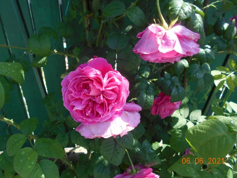  - Madame Isaac Pereire