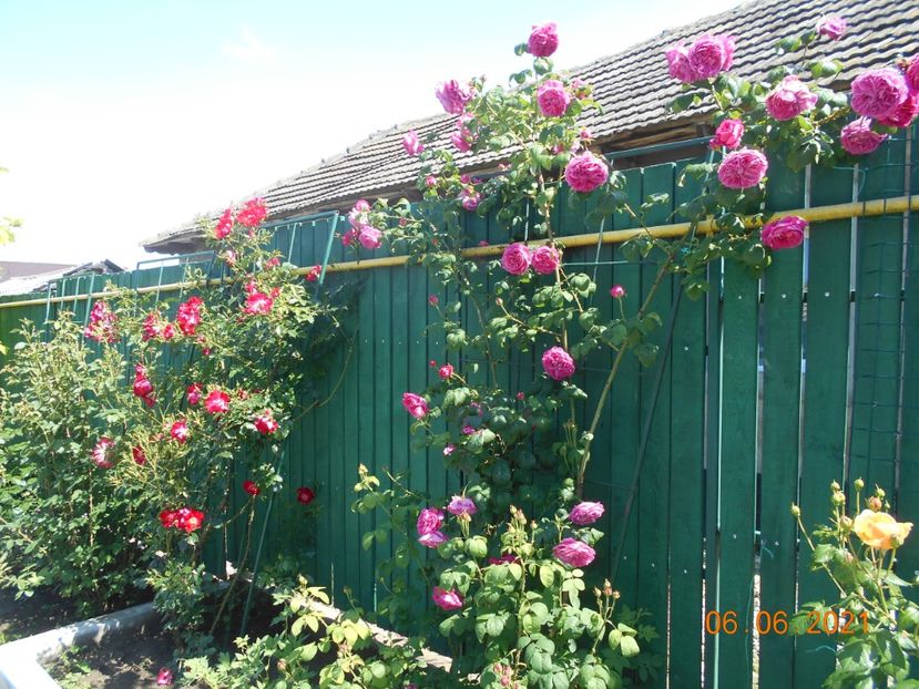  - Madame Isaac Pereire