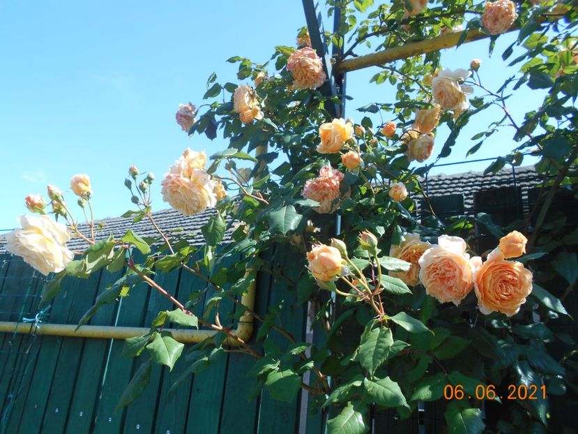 - 02 Trandafiri 2021