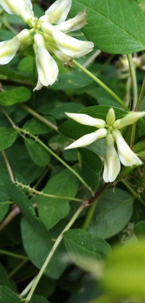 flori de astragalus - ASTRAGALUS