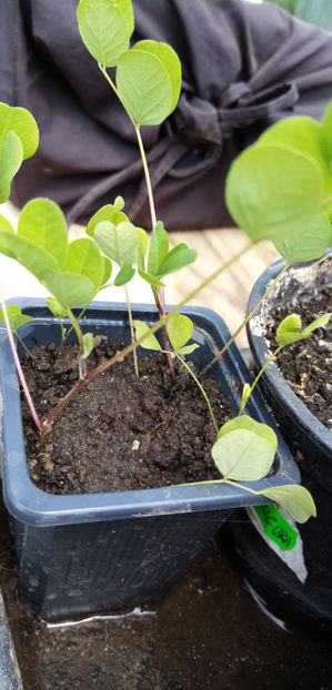  - -ASTRAGALUS - ASTRAGALUS MEMBRANACEUS