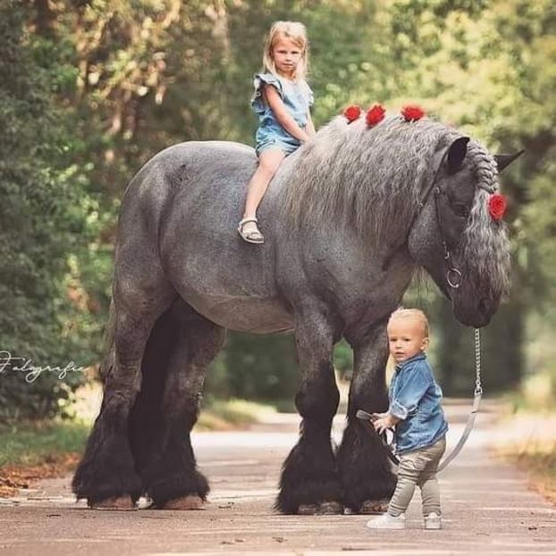  - Cai animale nobile