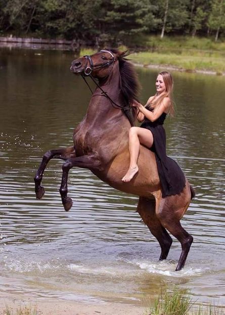  - Cai animale nobile