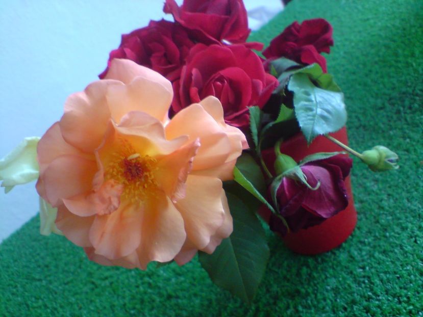  - Gradina Edenului