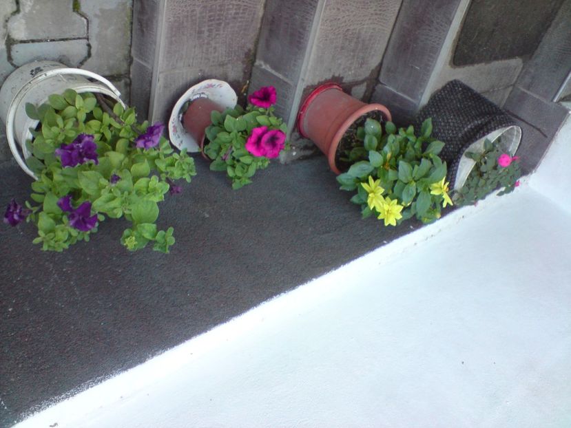  - Gradina Edenului