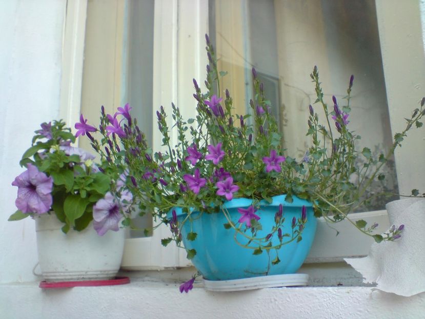  - Gradina Edenului