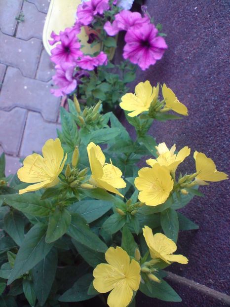  - Gradina Edenului