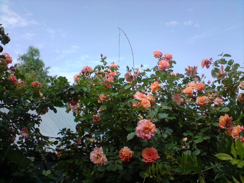  - Gradina Edenului