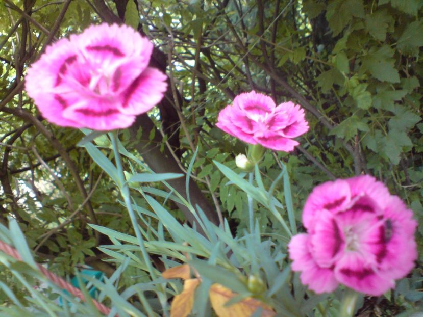  - Gradina Edenului