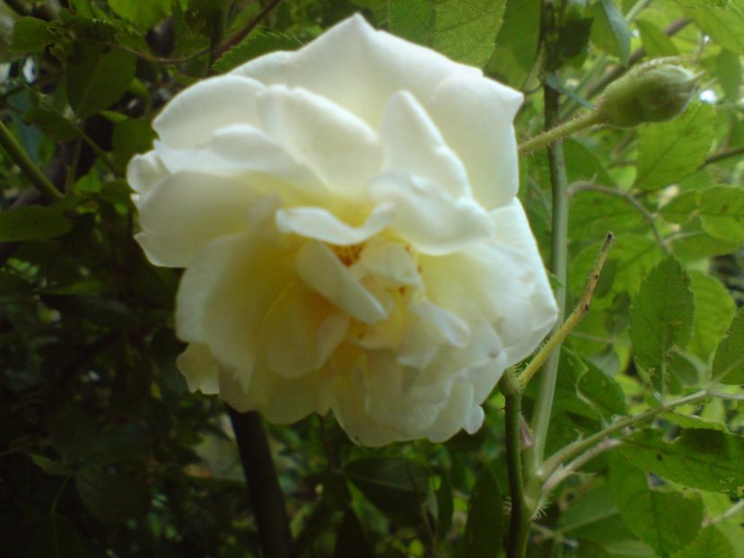  - Gradina Edenului