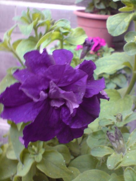  - Gradina Edenului