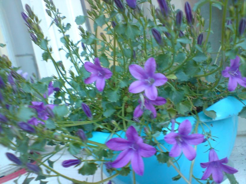 - Gradina Edenului