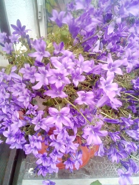  - Gradina Edenului