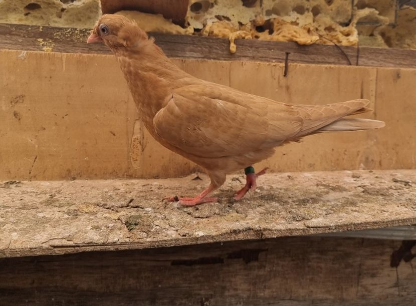  - 8-Jucatorii de Ardeal vechi