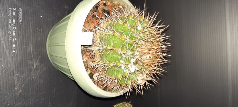 Notocactus submammullosus 25 lei - Plante pentru schimb sau vanzare