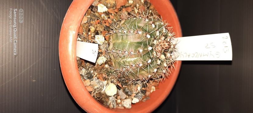 Gymnocalycium sp 20 lei - Plante pentru schimb sau vanzare