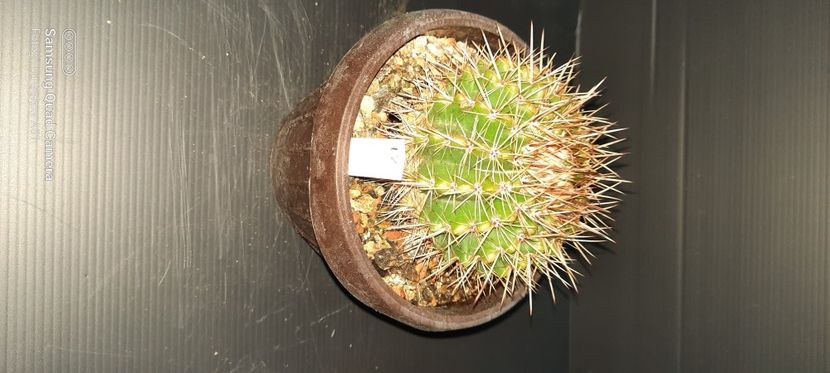 Notocactus submammullosus 25 lei - Plante pentru schimb sau vanzare