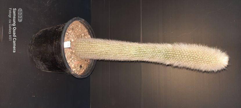 Cleistocactus strausii 50 lei - Plante pentru schimb sau vanzare