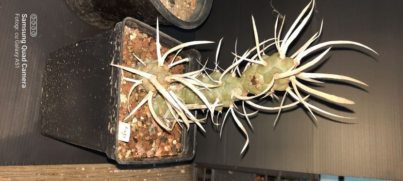 Tephrocactud articulatus papyracanthus 20 lei - Plante pentru schimb sau vanzare