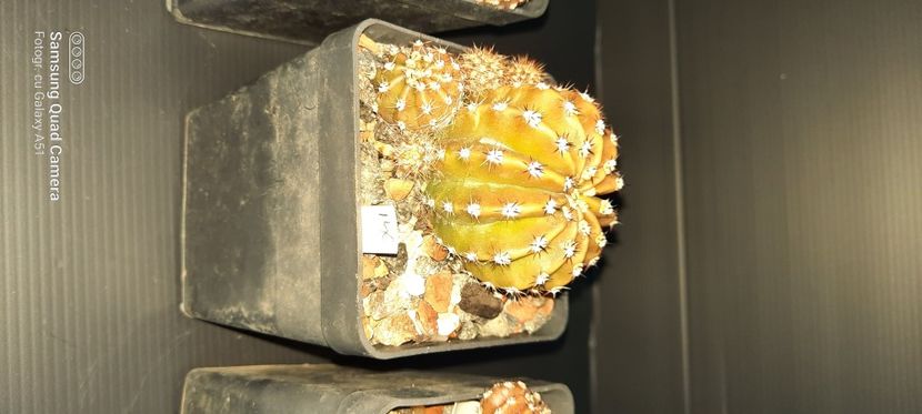 Echinopsis Eyriesii 20 lei - Plante pentru schimb sau vanzare