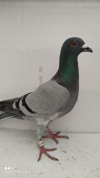 M 2020 - Por luati de uliu