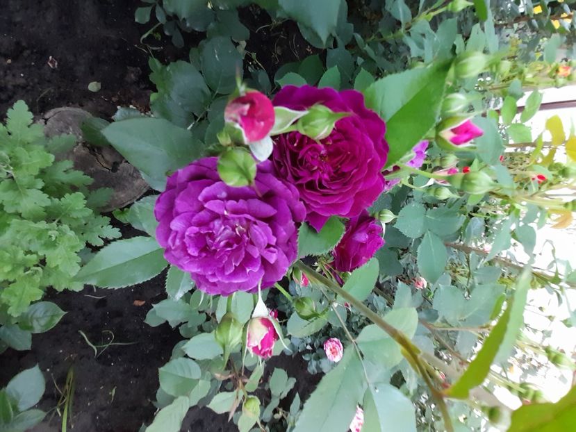 Ebb tide - 2021 trandafiri