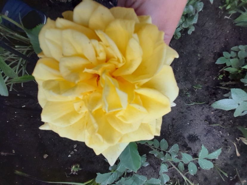 Sterntaler - 2021 trandafiri