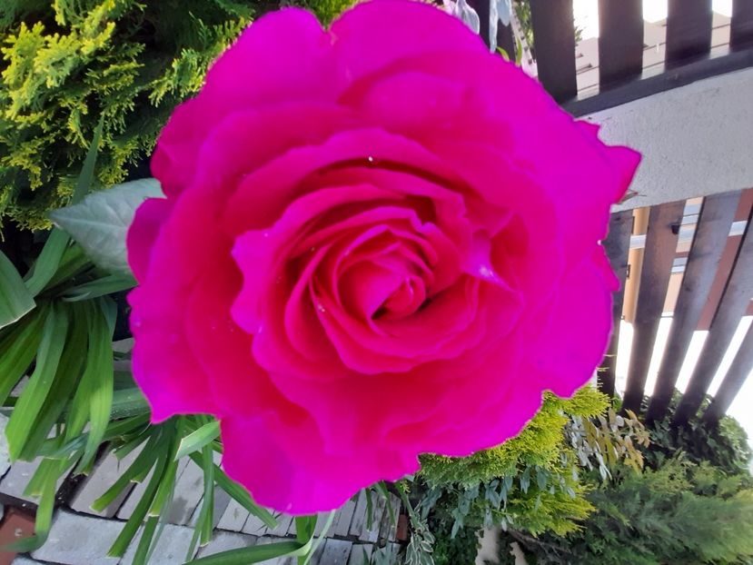 Chatreuse du pharma - 2021 trandafiri