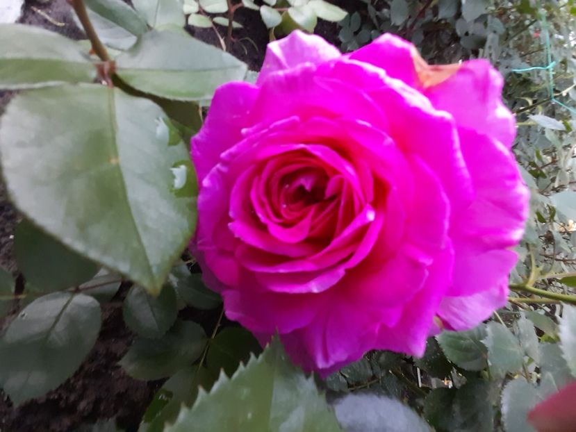 Claire marshall - 2021 trandafiri