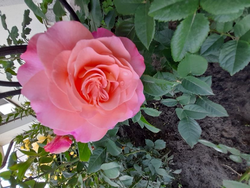 Augusta louisa - 2021 trandafiri