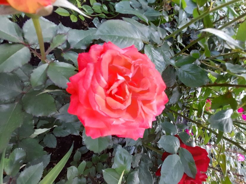 Valerie de montgolfier - 2021 trandafiri