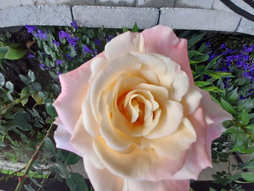 Fiji - 2021 trandafiri