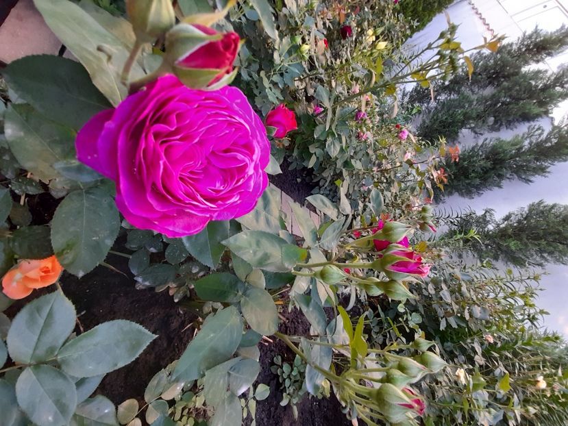 Heidi klumm - 2021 trandafiri