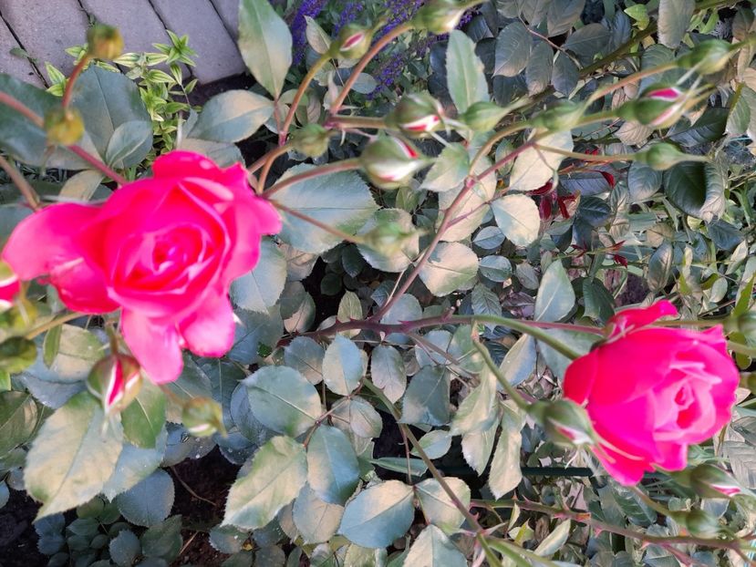 Ingrid wendll - 2021 trandafiri