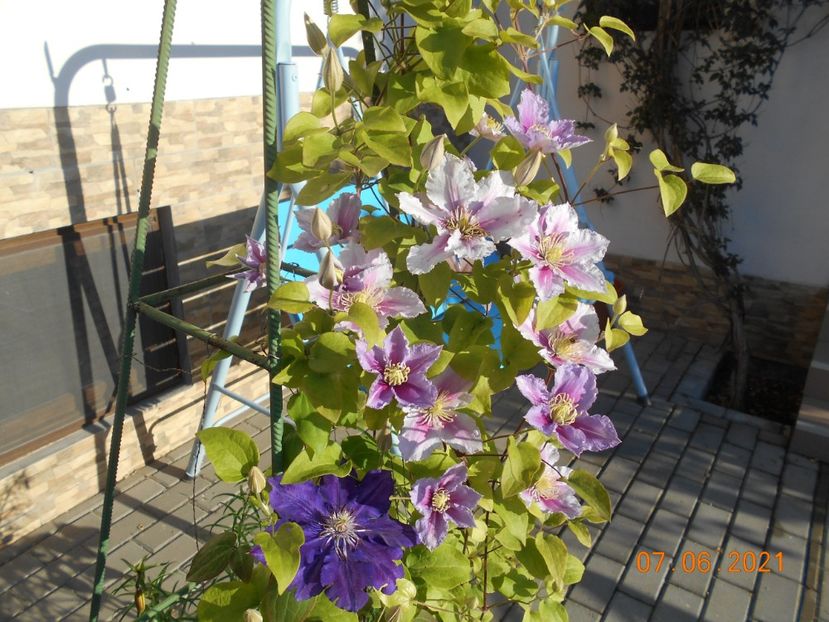  - 02 Clematite 2021