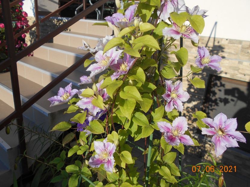  - 02 Clematite 2021