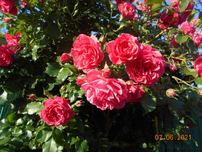  - 02 Trandafiri 2021