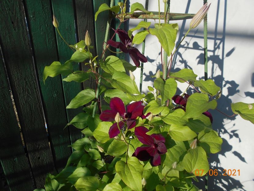  - 02 Clematite 2021
