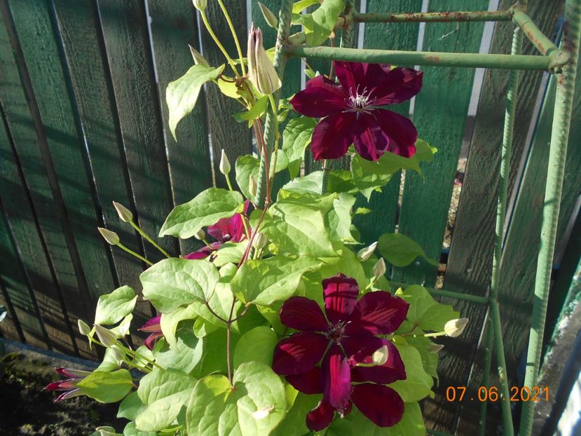  - 02 Clematite 2021