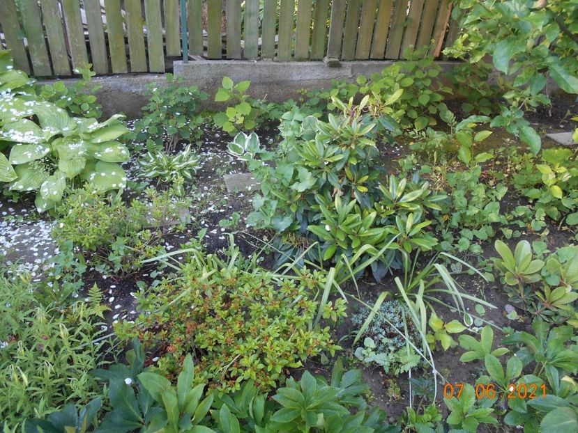  - 02 Azalee-rhododendroni-heleborusi-hortensii-hoste 2021