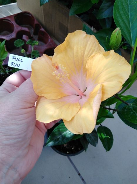  - A HIBISCUS COLECTIE