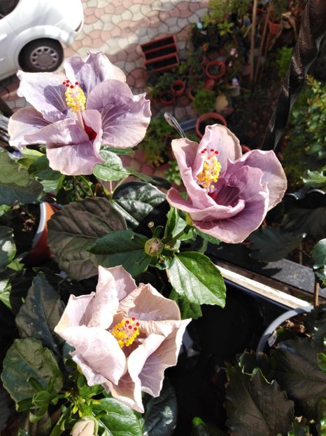  - A HIBISCUS COLECTIE