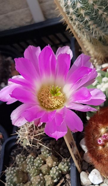 Ce pot face cateva ore de soare! - Echinocereus