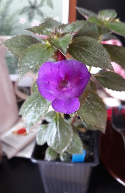 2021 - 0001 2022 - BriD s Jolanda